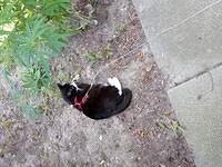 guardcat
